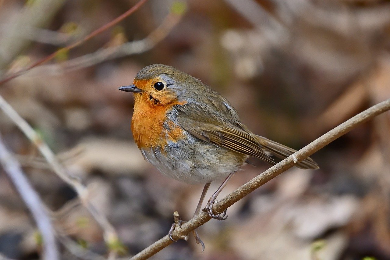 bird, robin, songbird-7896342.jpg