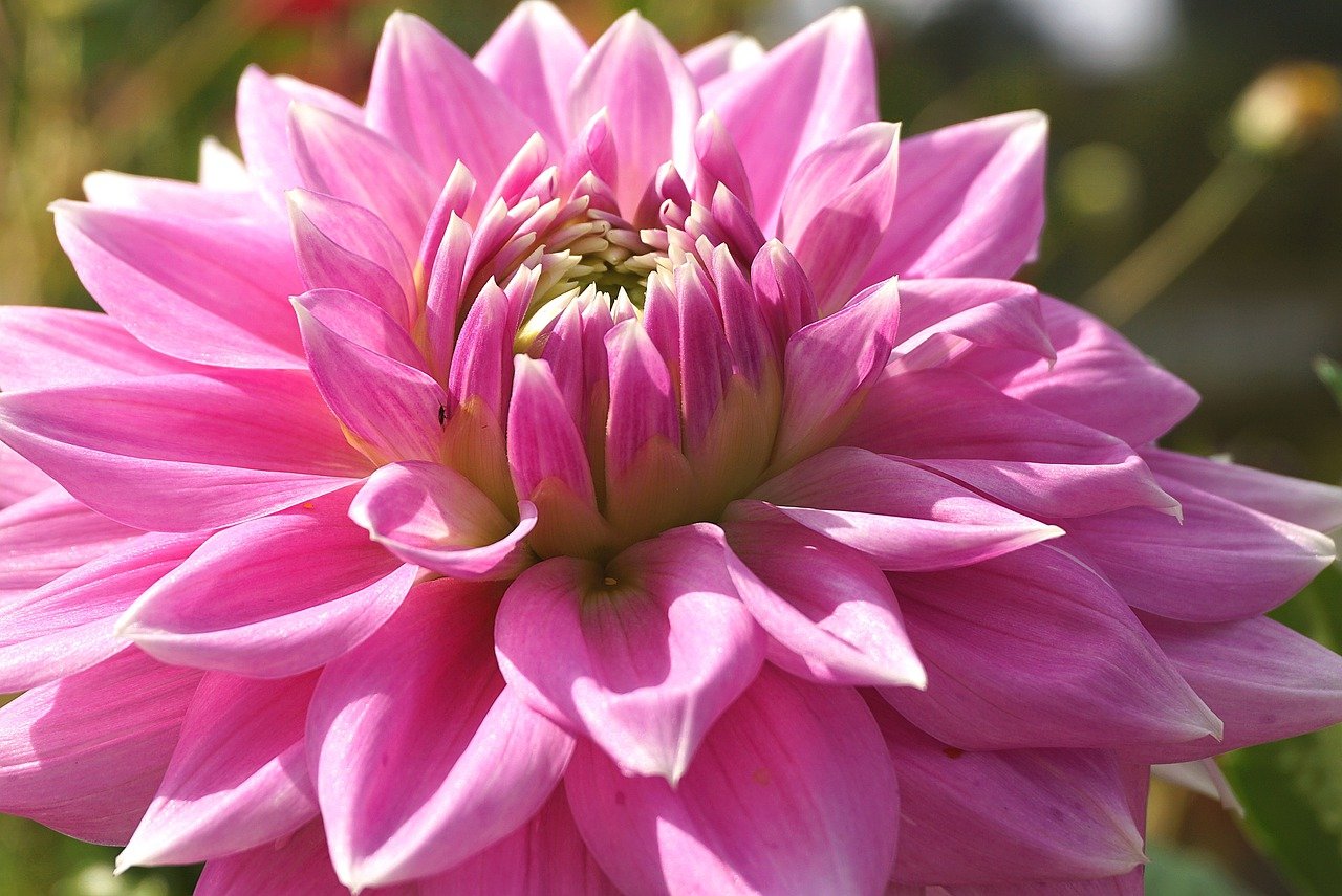 flower, dahlia, plants-7881408.jpg