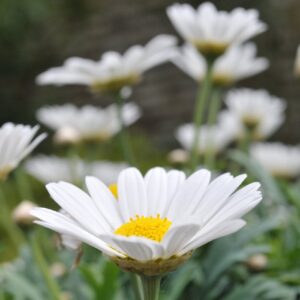 flowers, margueritte, marguerittes-5153393.jpg