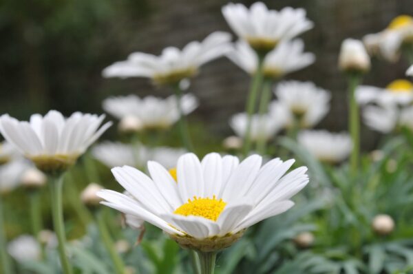 flowers, margueritte, marguerittes-5153393.jpg