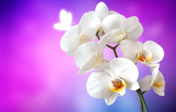 orchid, butterfly, flower-1259019.jpg