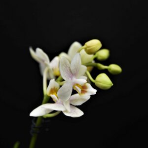 orchid, flower, plant-4848687.jpg