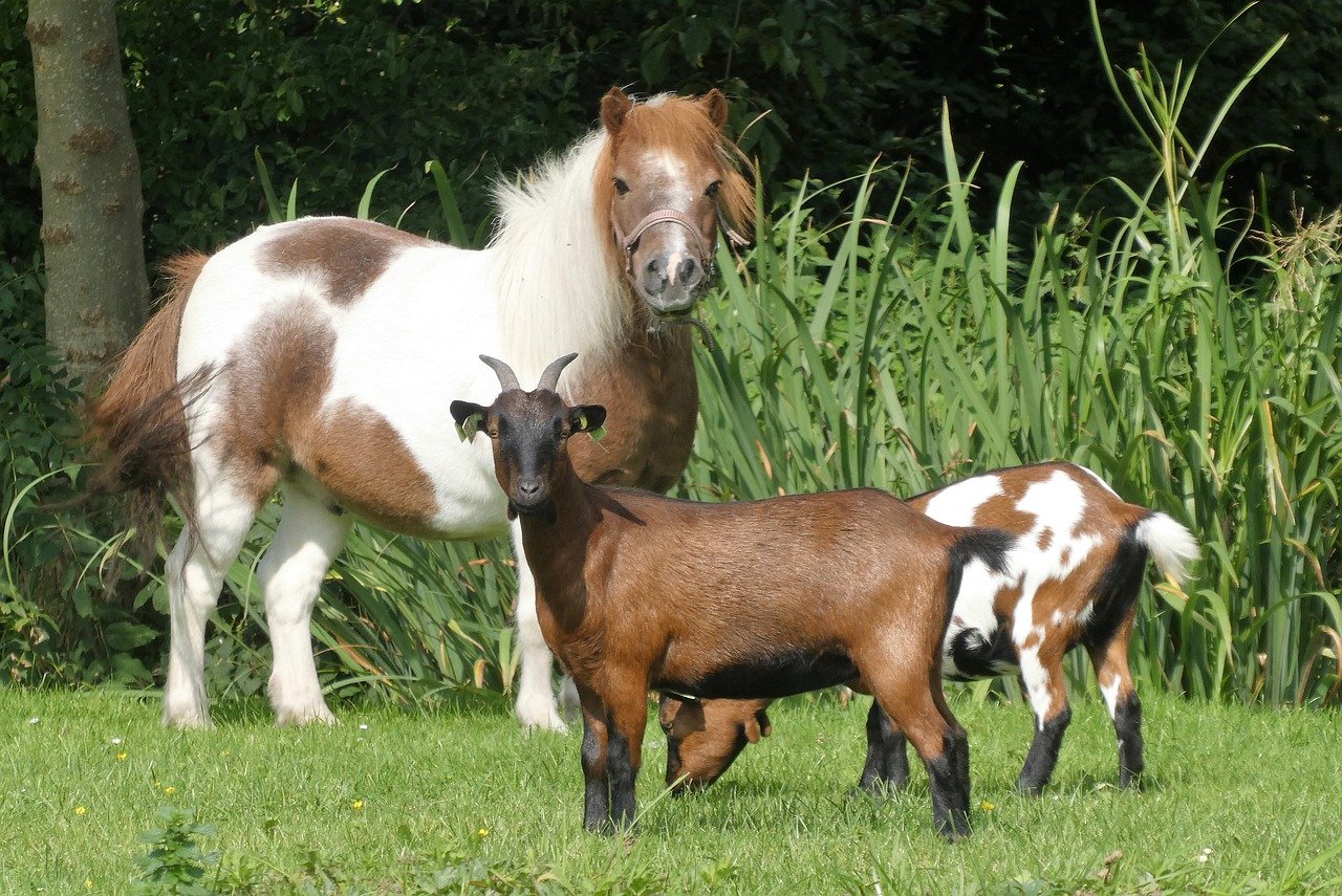 pony, goats, farm animals-7898731.jpg