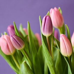 tulips, buds, flowers-320151.jpg