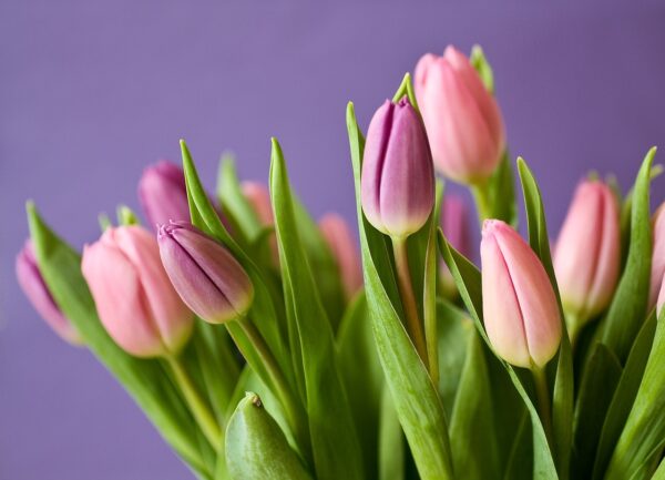 tulips, buds, flowers-320151.jpg